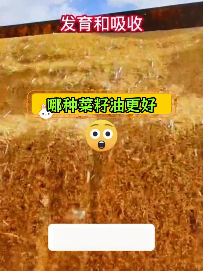黄菜籽油与黑菜籽油的差异解析