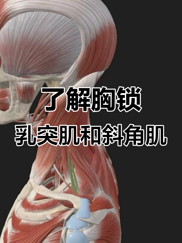 胸锁乳突肌与斜角肌:深层稳定与运动功能解析