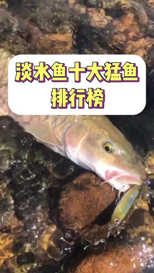 淡水鱼十大猛鱼排行榜