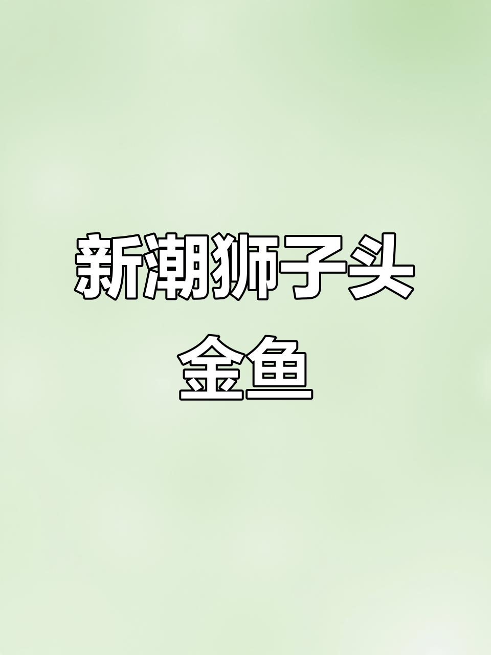 扯鳍兽与元宝狮:活泼好养的狮子头金鱼新宠