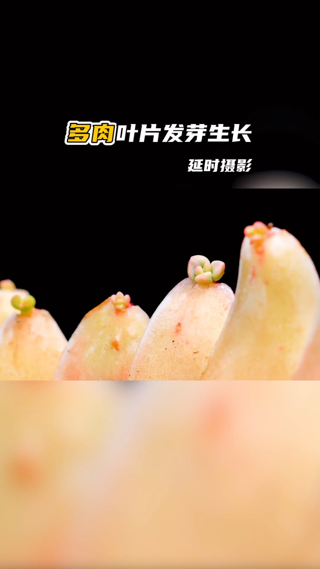 记录多肉叶片长新芽过程,太自愈了!