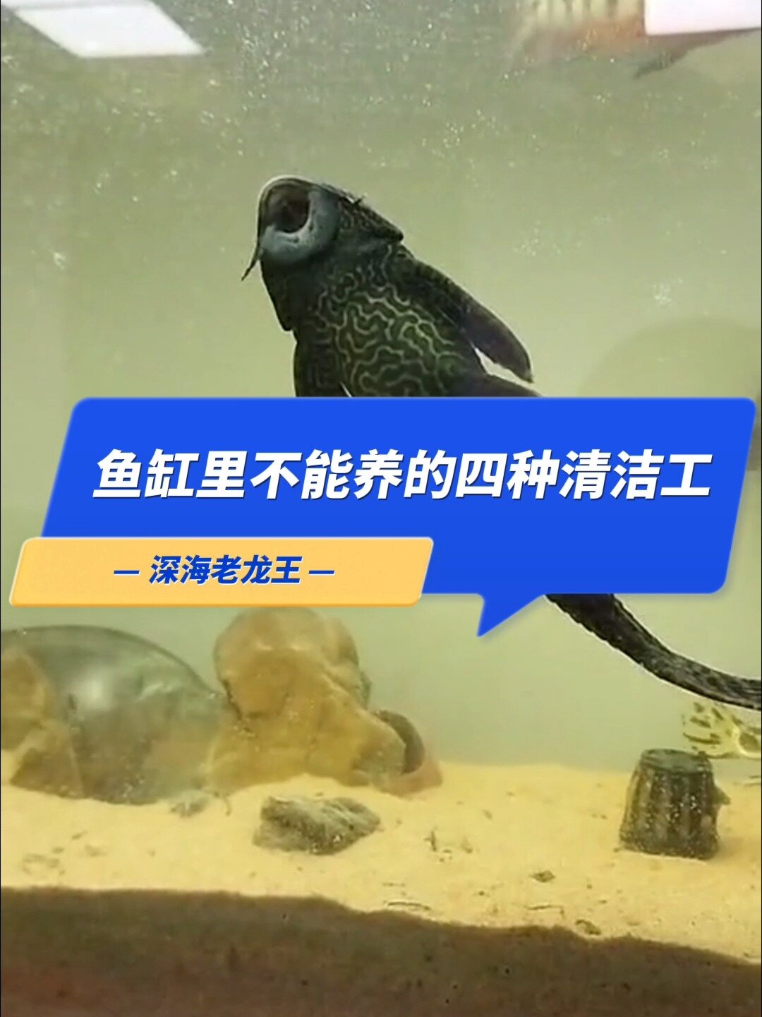 鱼缸里面不能养的4种清洁工鱼