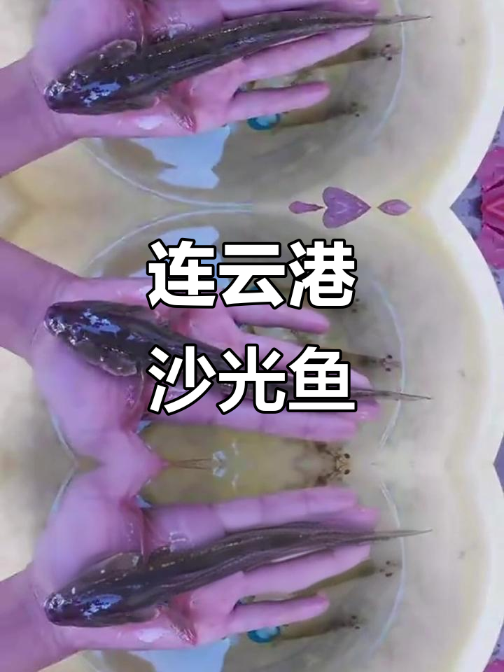 沙光鱼:连云港特产,美味又好钓