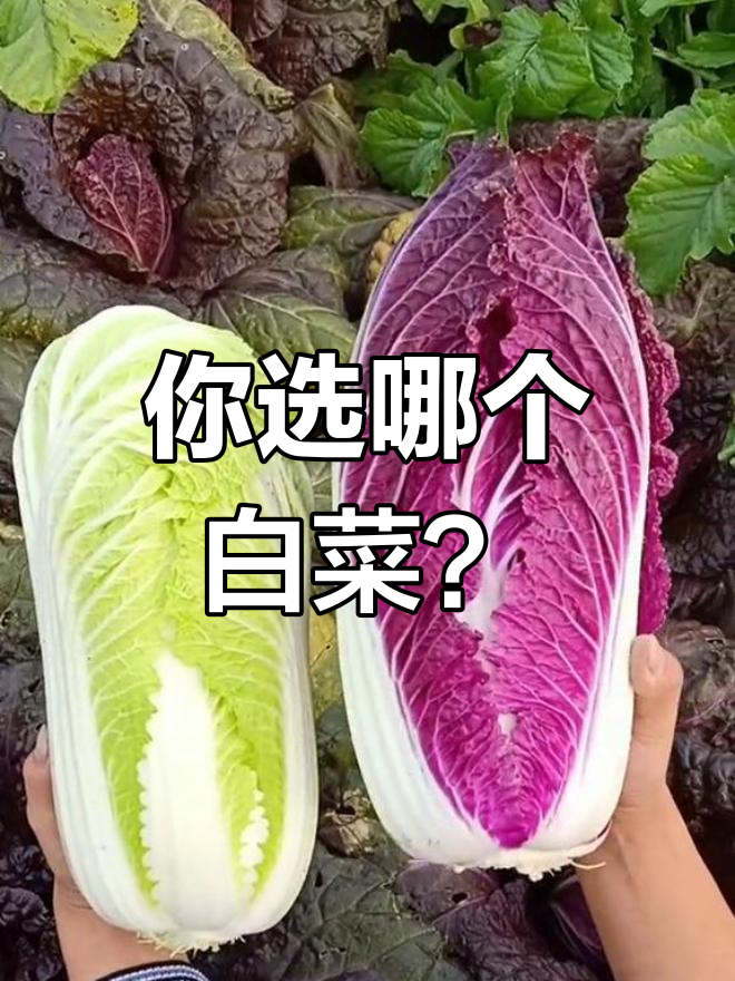 紫白菜和绿白菜,哪种更值得买?价格差异竟然这么大!