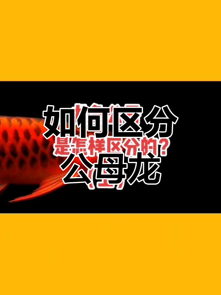 龙鱼性别辨别技巧