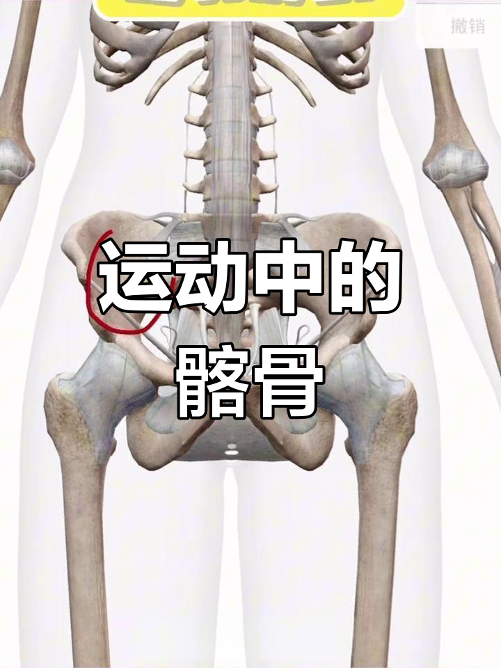 骨盆中髂骨的解剖结构解析
