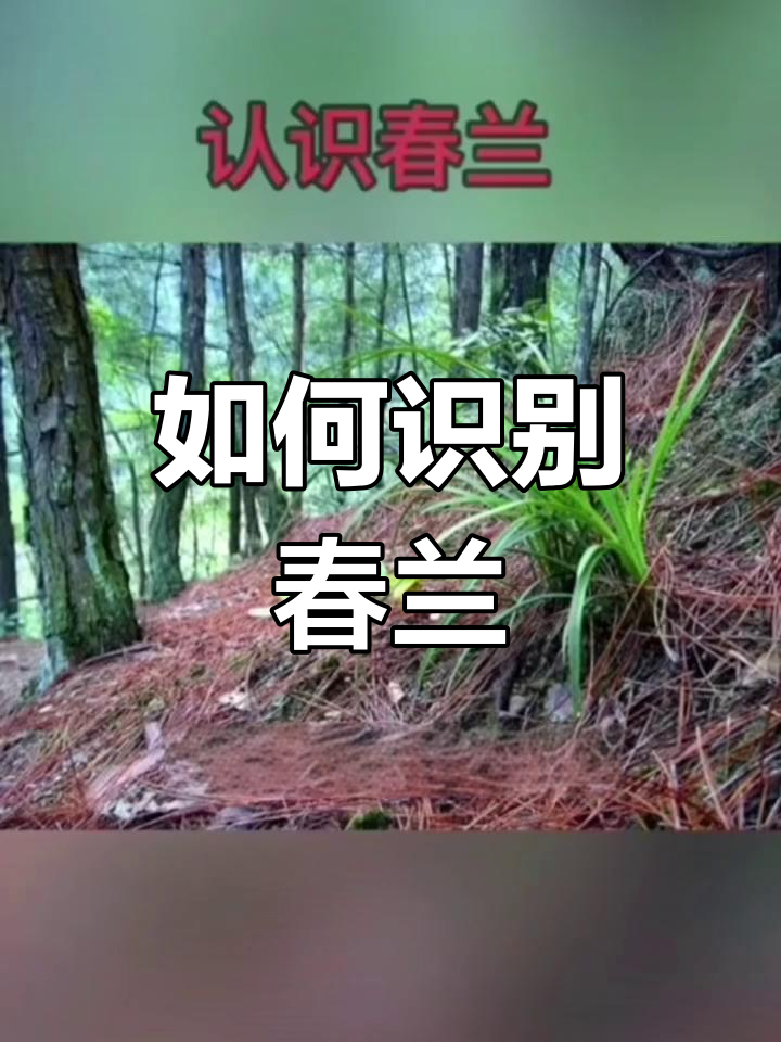 春兰与其他兰花的不同,如何辨别真伪