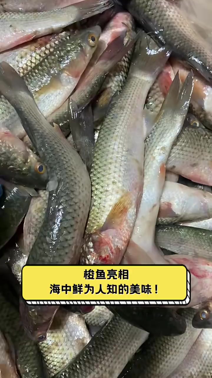 梭鱼亮相,海中鲜为人知的美味!