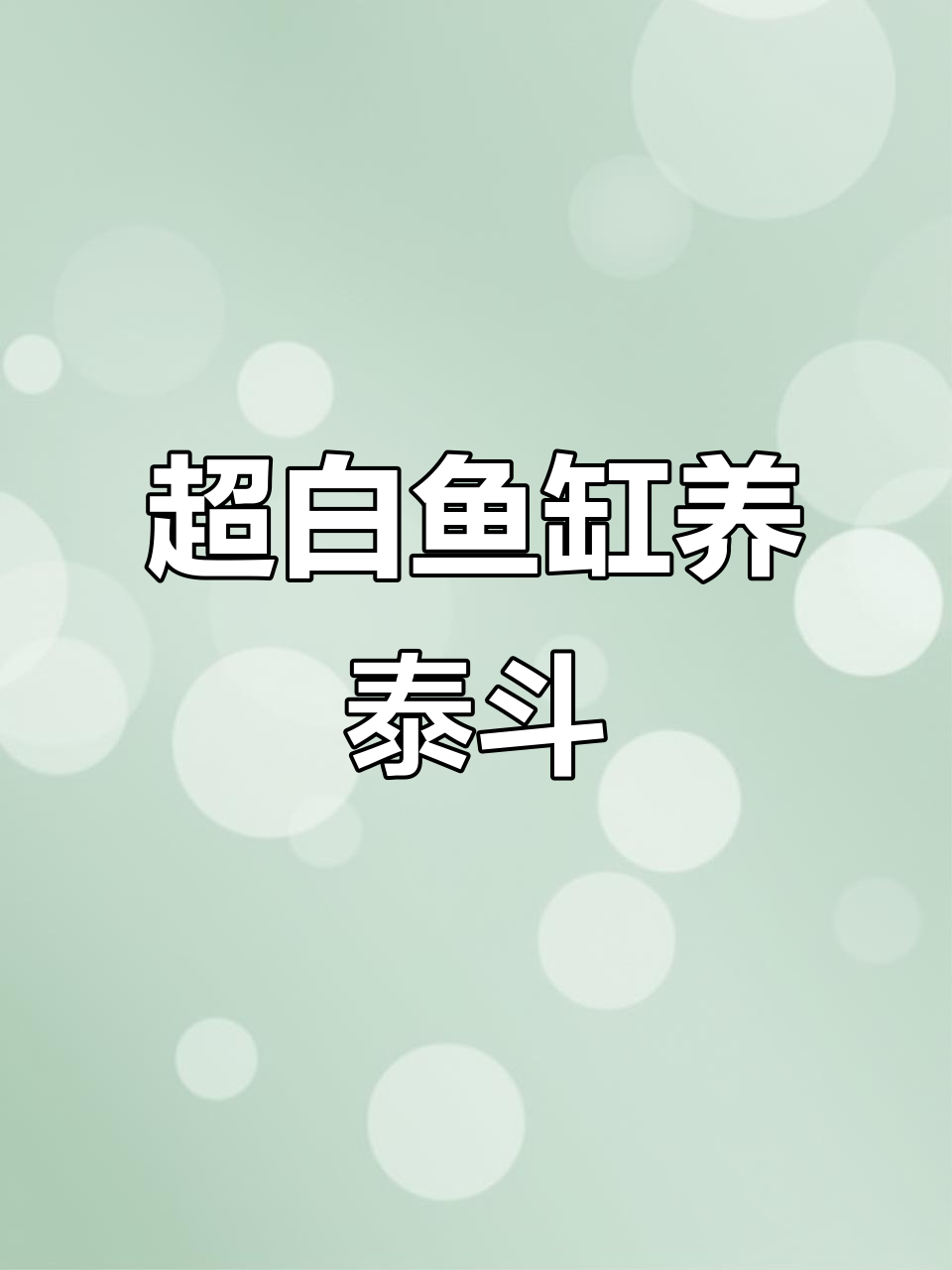 泰国斗鱼小缸,桌面床头必备艺术品