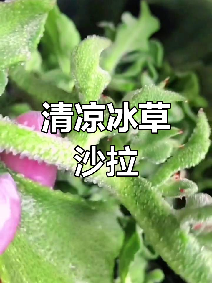 夏日清凉必备,冰草沙拉做法
