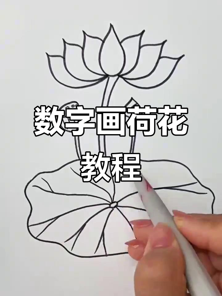 数字简笔画:轻松画出荷花与荷叶,超简单!