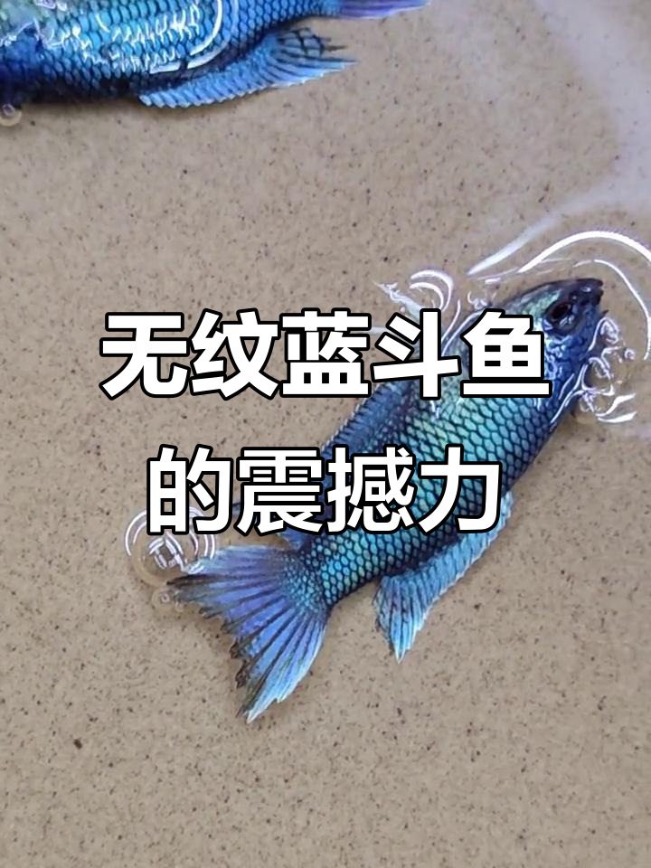 斗鱼无纹蓝的压迫感,孤独气质让人惊艳