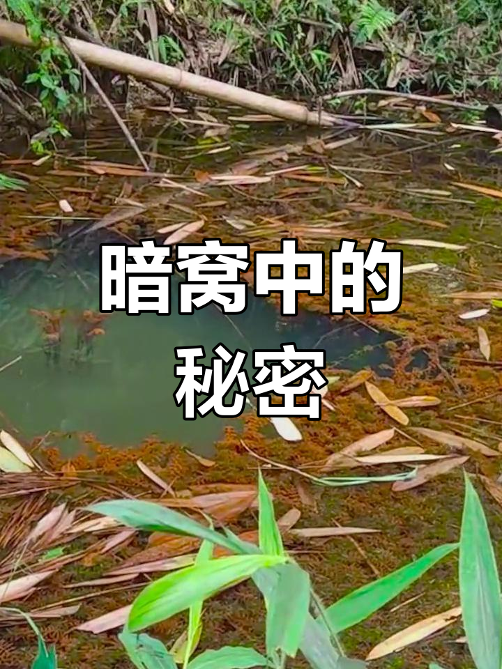惊喜暗窝,天星鱼现身