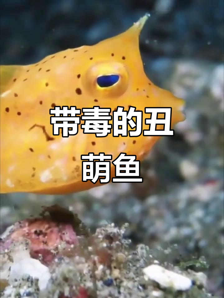 丑萌牛角箱鲀,脾气暴躁带毒!