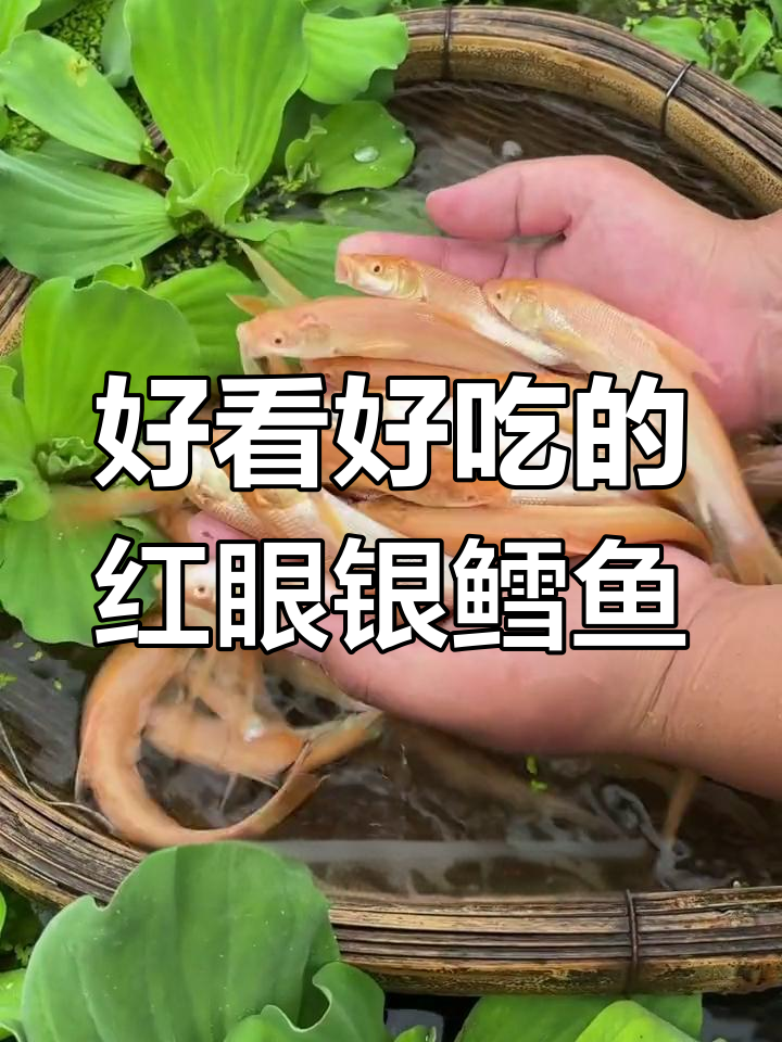 红眼银鳕鱼:草鱼的亲戚,养殖简单又美味
