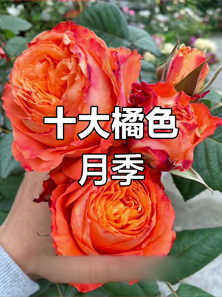 十种橘色月季推荐,你家有几款?