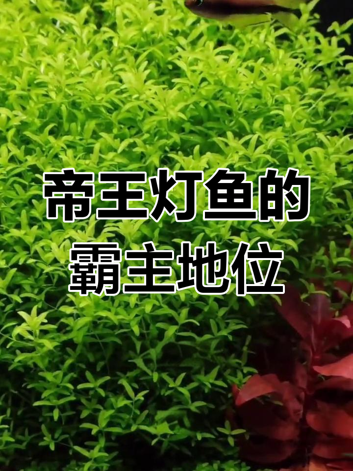 帝王灯鱼霸道行为,翻缸计划启动