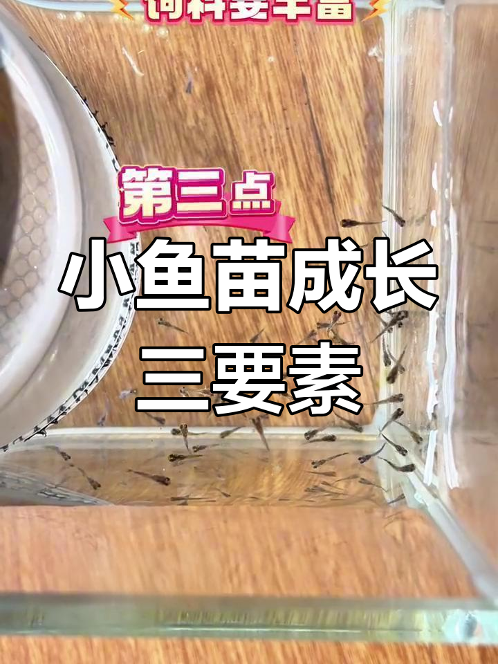 孔雀鱼小鱼苗快速成长的三大秘诀,水质、温度和饲料全攻略