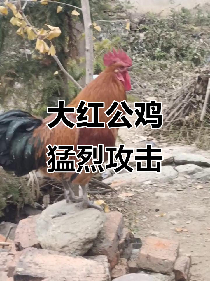 美丽大红公鸡啄人，汤圆店惊现“暴力”事件