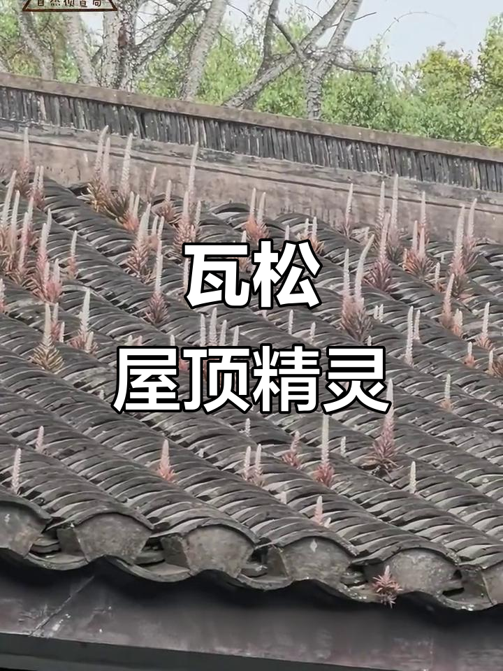 屋顶上的迷你小松树,瓦松的独特魅力