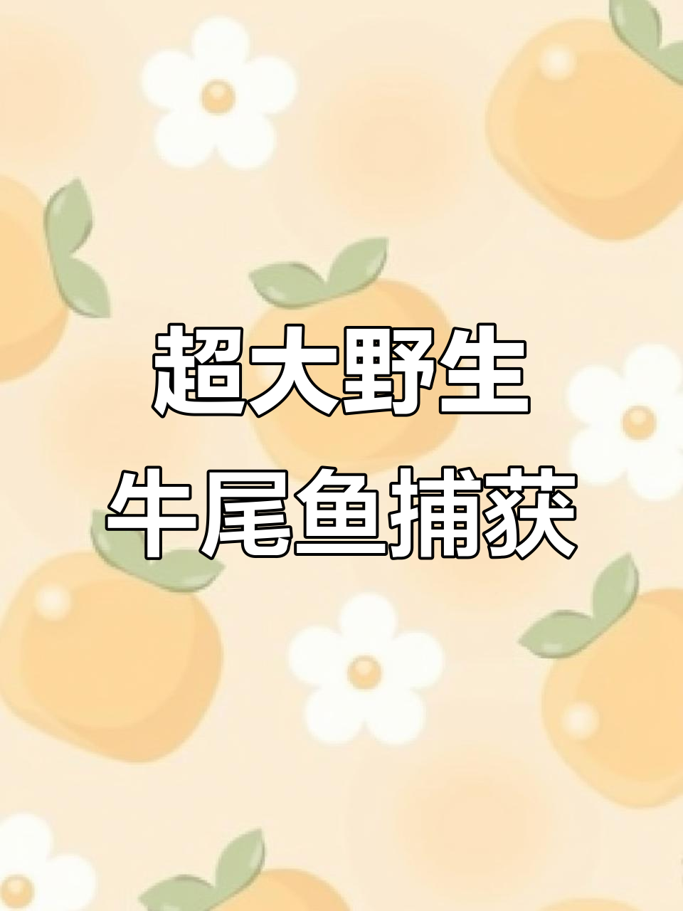 罕见野生牛尾鱼现身,渔民捕捞大丰收