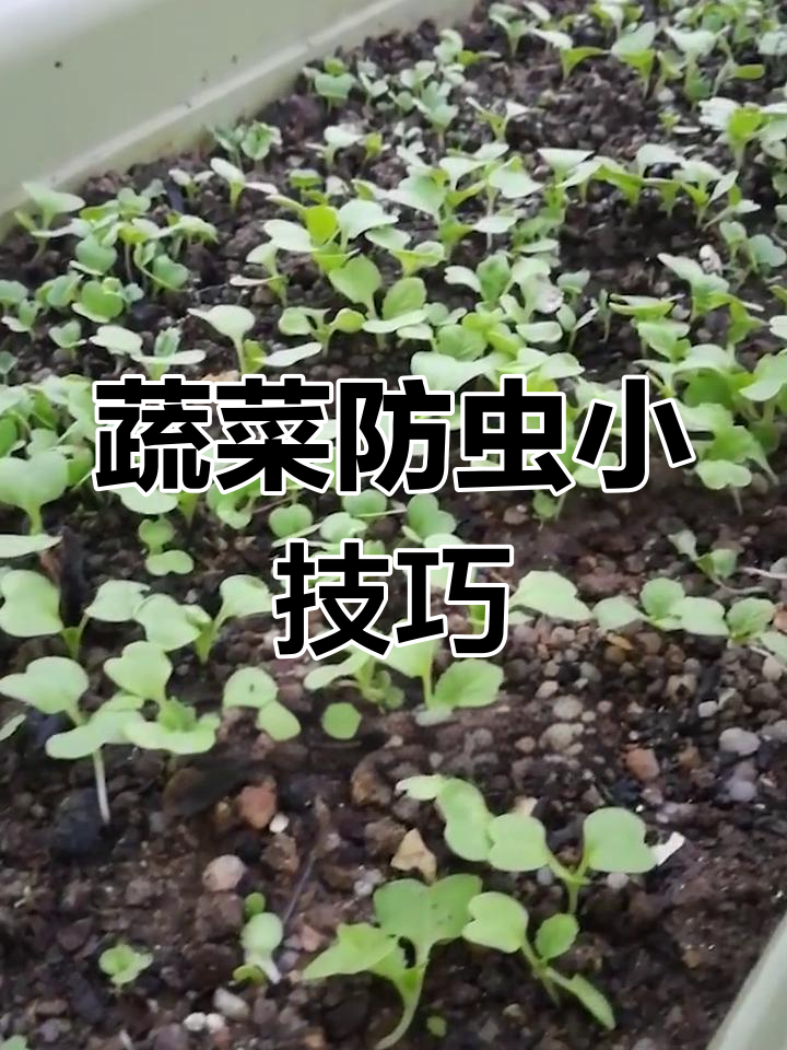 小白菜防虫小妙招,环保又增产!