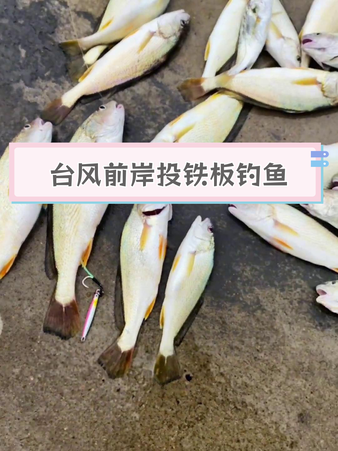 青岛海钓:台风前的晨练与黄姑鱼收获