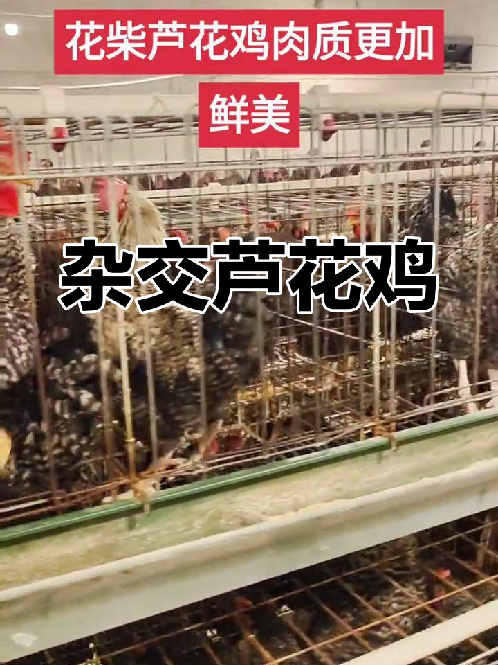 花柴芦花鸡:汶上与河南土鸡的杂交优势