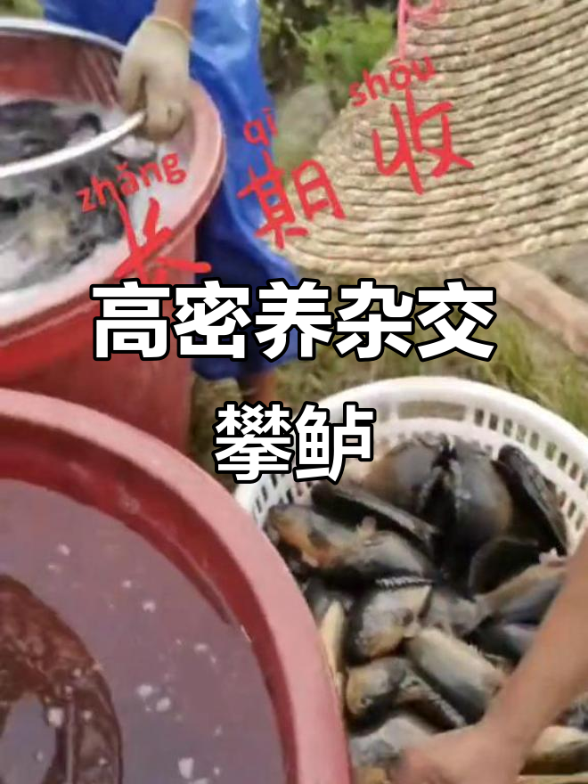 杂交攀鲈鱼养殖:高密度池塘与鱼池均可,轻松起步