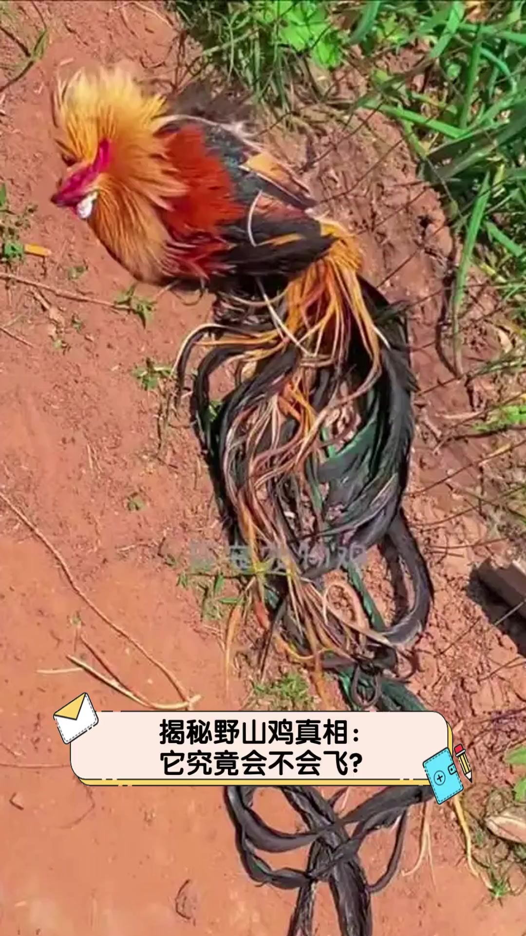 揭秘野山鸡真相:它究竟会不会飞?