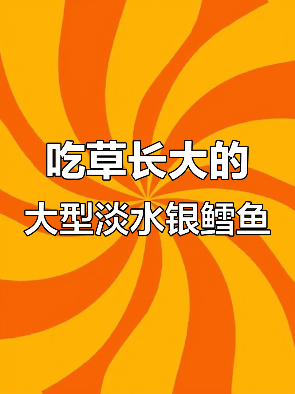 草食淡水银鳕鱼,吃菜叶能长一米多