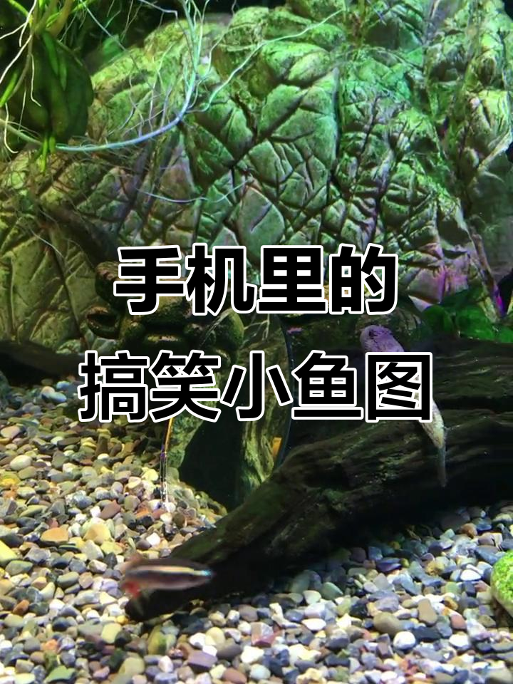 清理手机内存,发现去年拍的小鱼照片,太搞笑了!