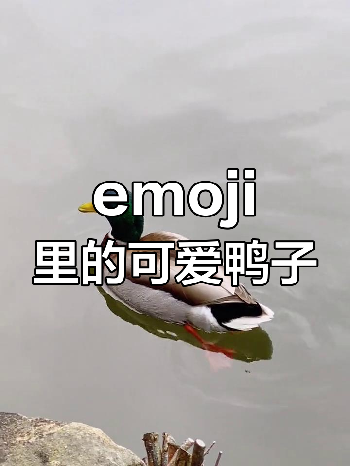 近距离观察emoji中的鸭子表情