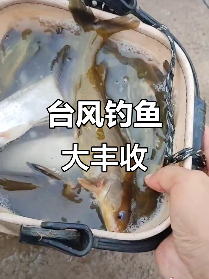 台风天钓昂刺鱼,爆桶满满大丰收