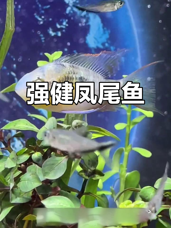 玻利维亚凤凰鱼,强健易养,能自繁后代!