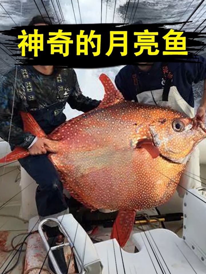 月亮鱼?幸运鱼?3分钟鱼类科普
