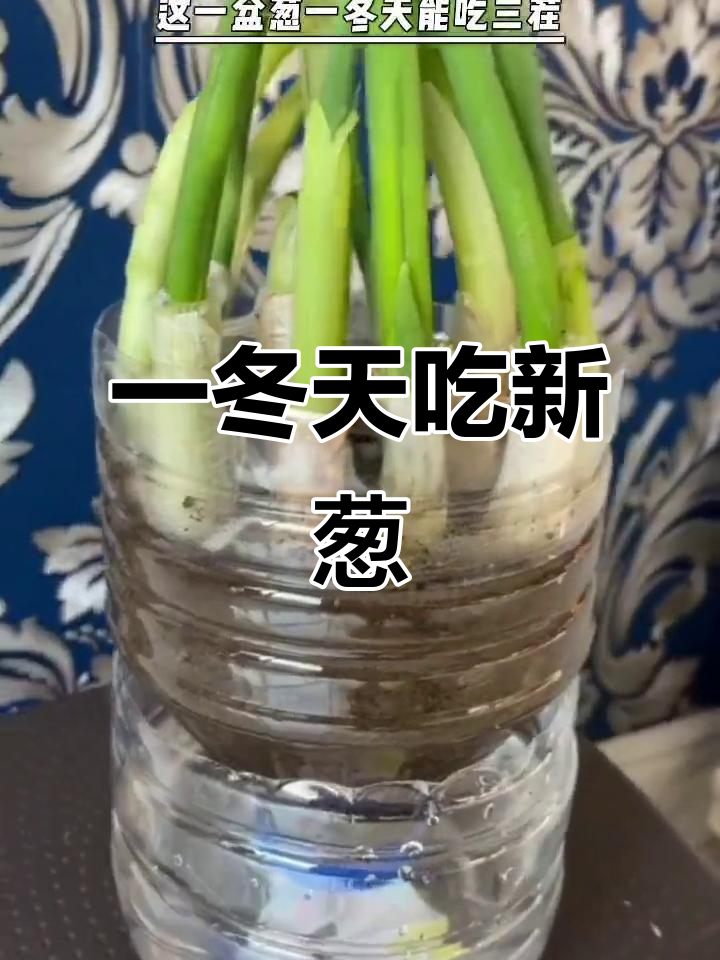 冬季室内种大葱，轻松搞定三茬新鲜蔬菜