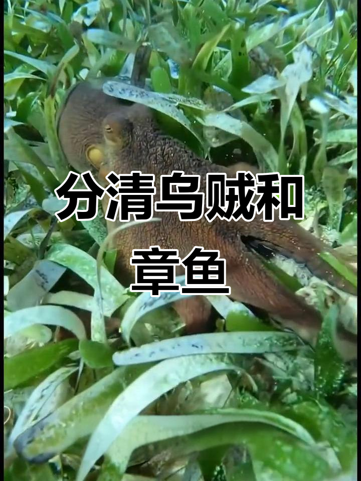 乌贼与章鱼傻傻分不清?海底摄影揭秘