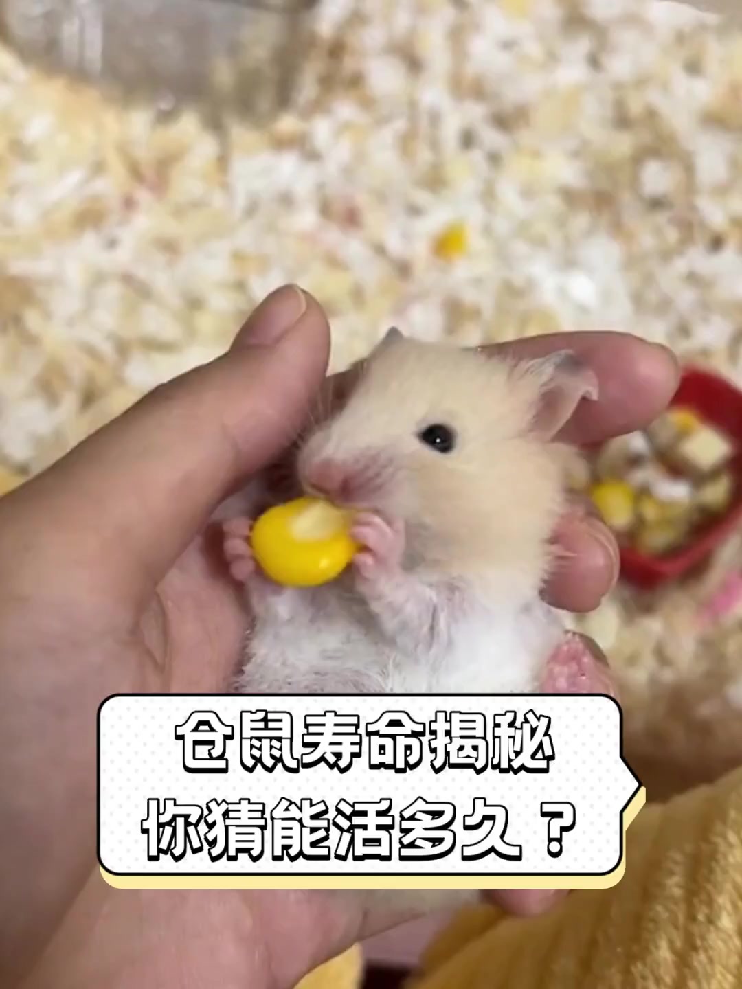 仓鼠寿命揭秘,你猜能活多久?