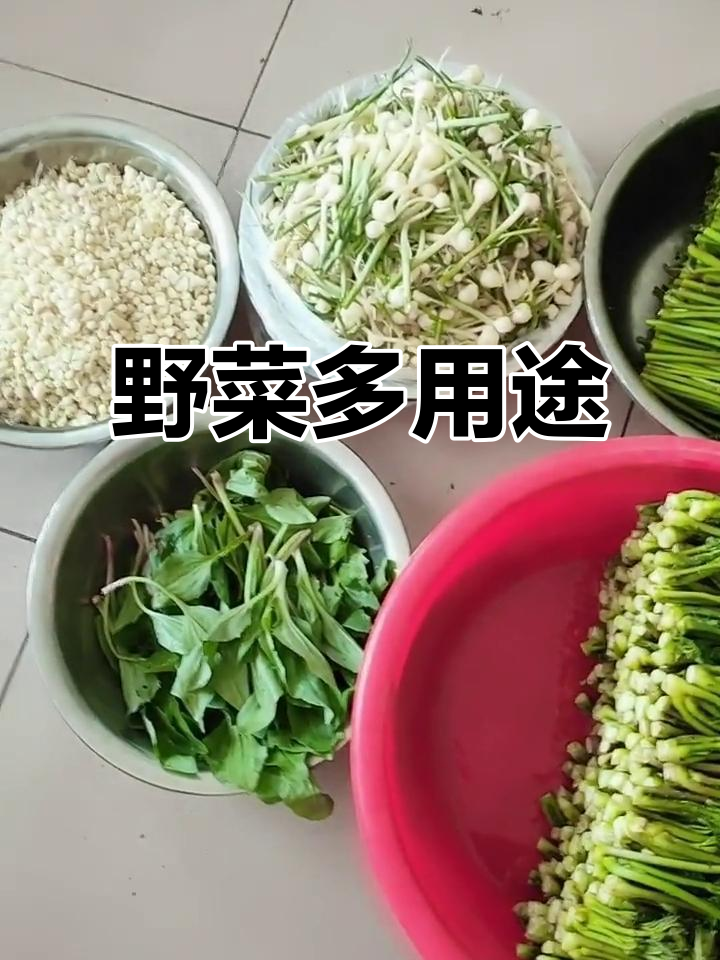 野菜多样吃法,炒、拌、炖皆宜