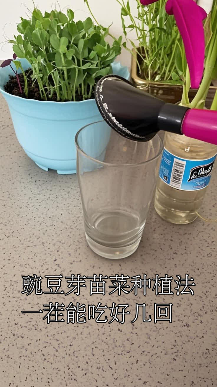 豌豆芽苗菜种植法,一茬能吃好几回