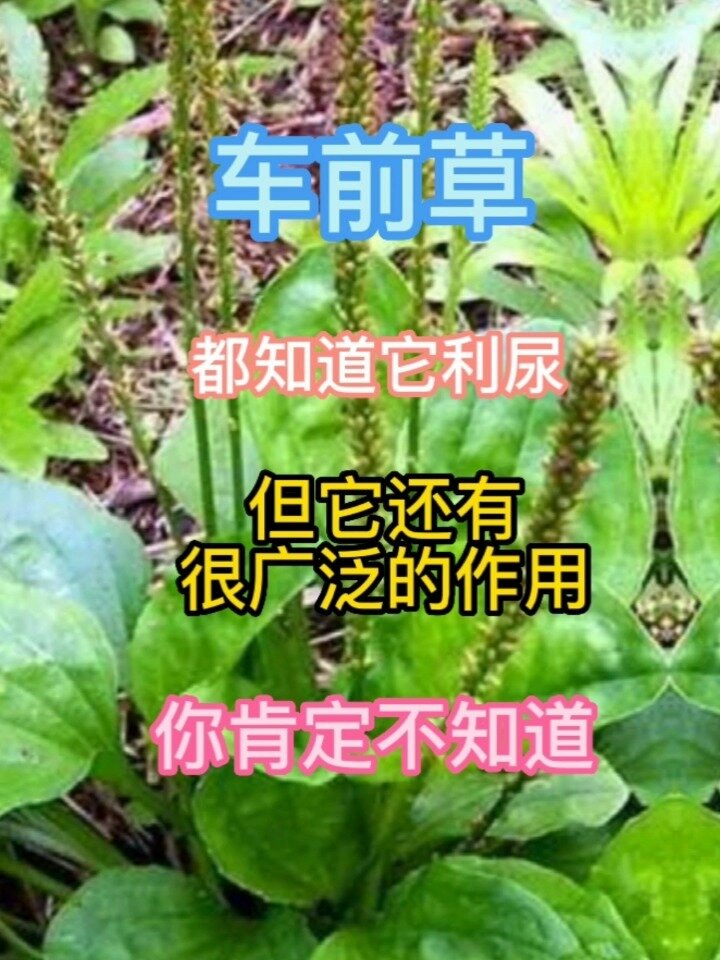 这种植物都知道它利尿,但其它用途你知道吗