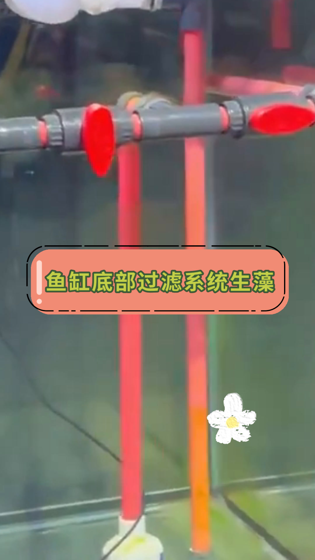 鱼缸底部过滤系统生藻