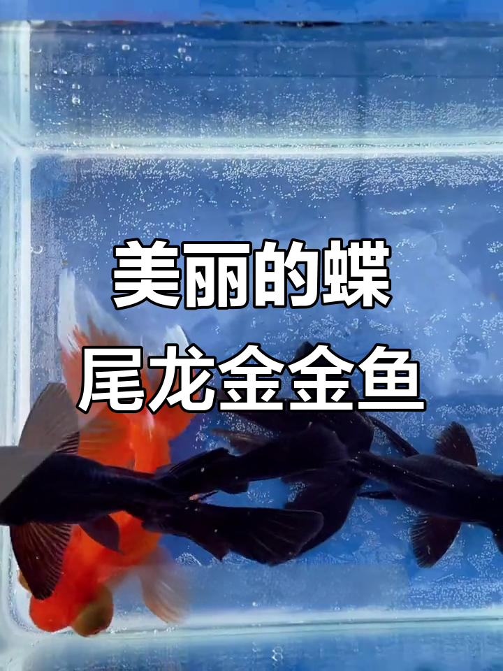 蝶尾龙金金鱼：美丽如蝴蝶，安静环境最适宜