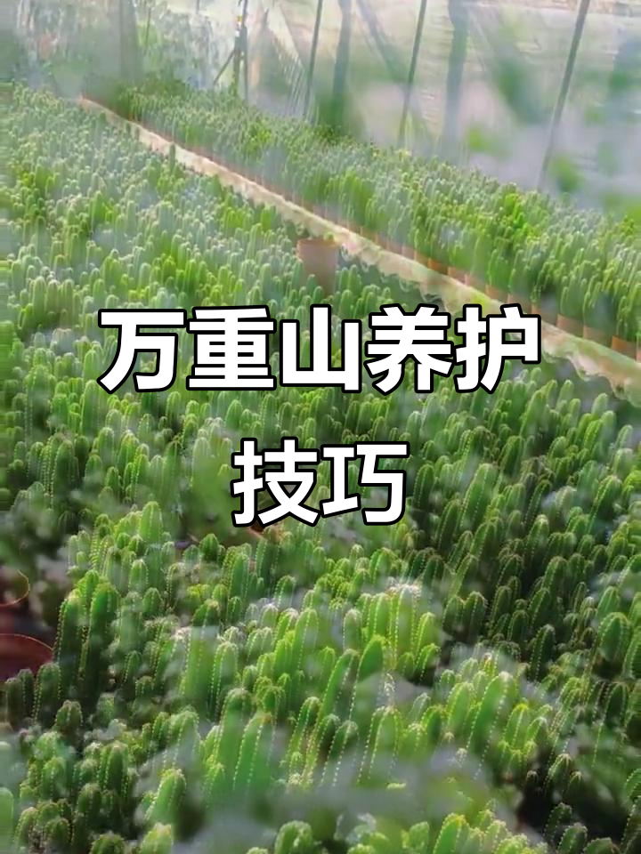 万重山养护全攻略：四季无忧，轻松搞定