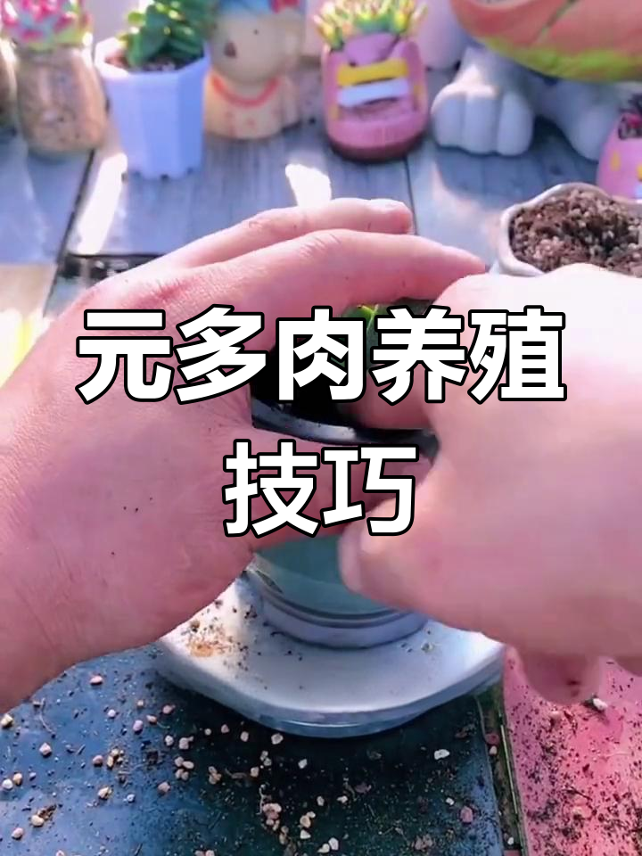 多肉元宝养护全攻略,轻松招财进宝