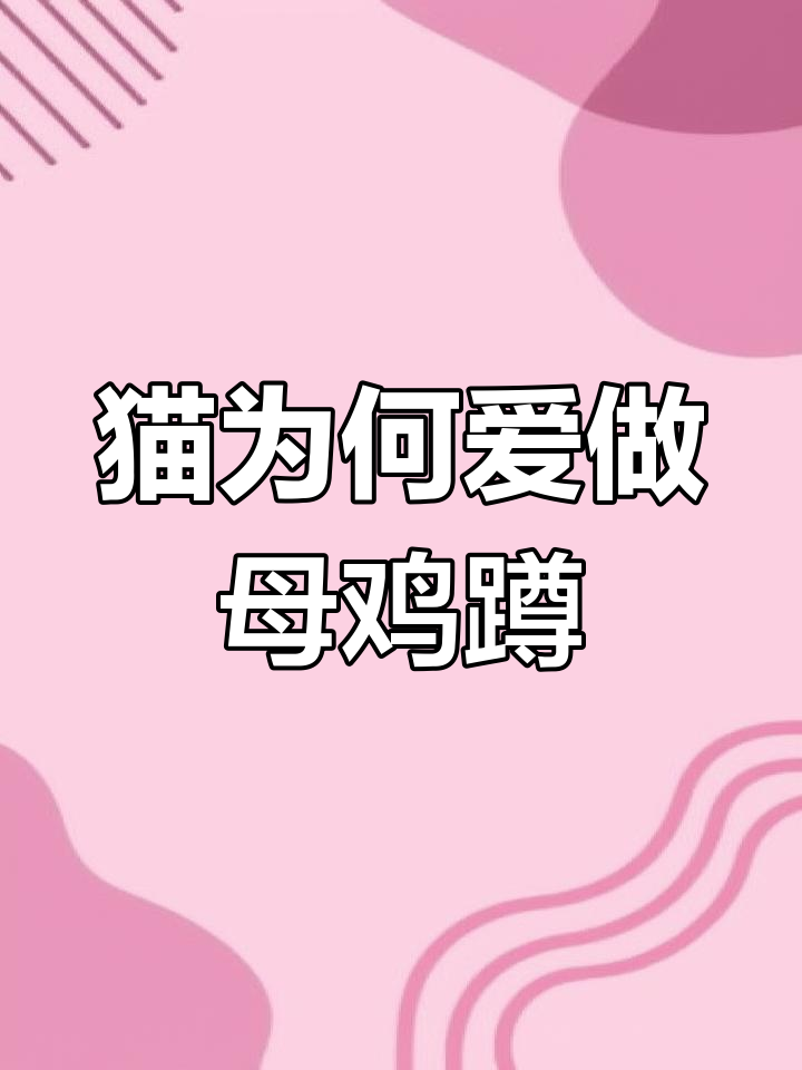 猫咪母鸡蹲的三种原因