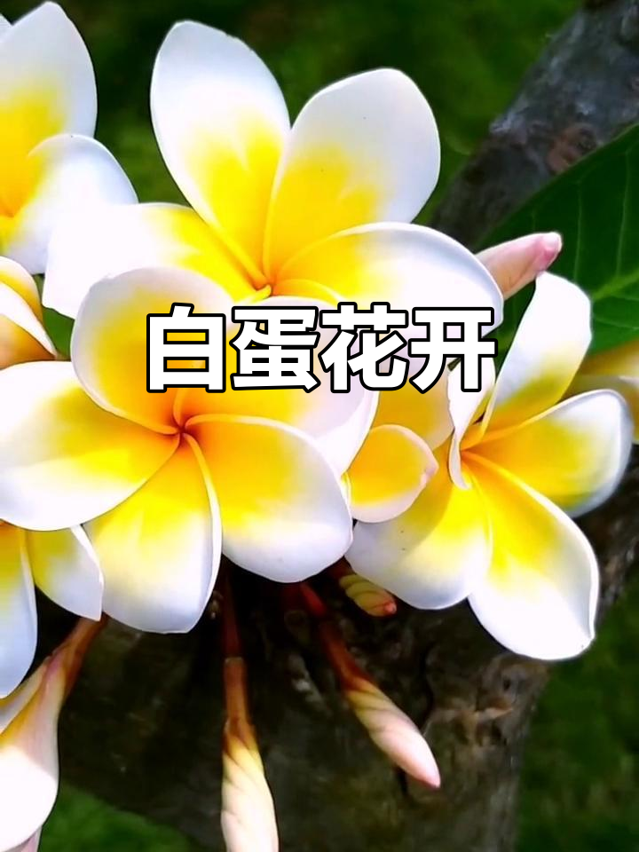 白色鸡蛋花盛开,阳光下的美丽风景