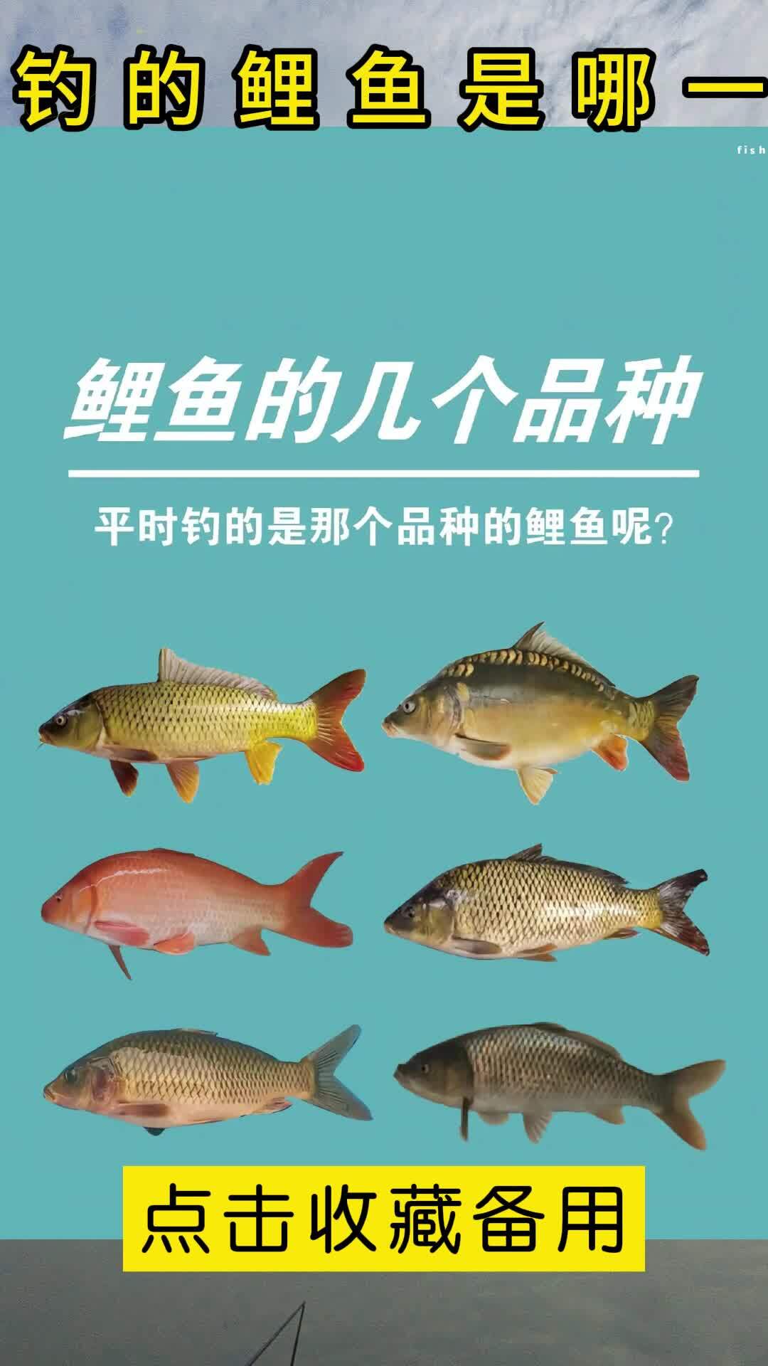 鲤鱼的种类有多少?你钓到的是什么鲤鱼吗?