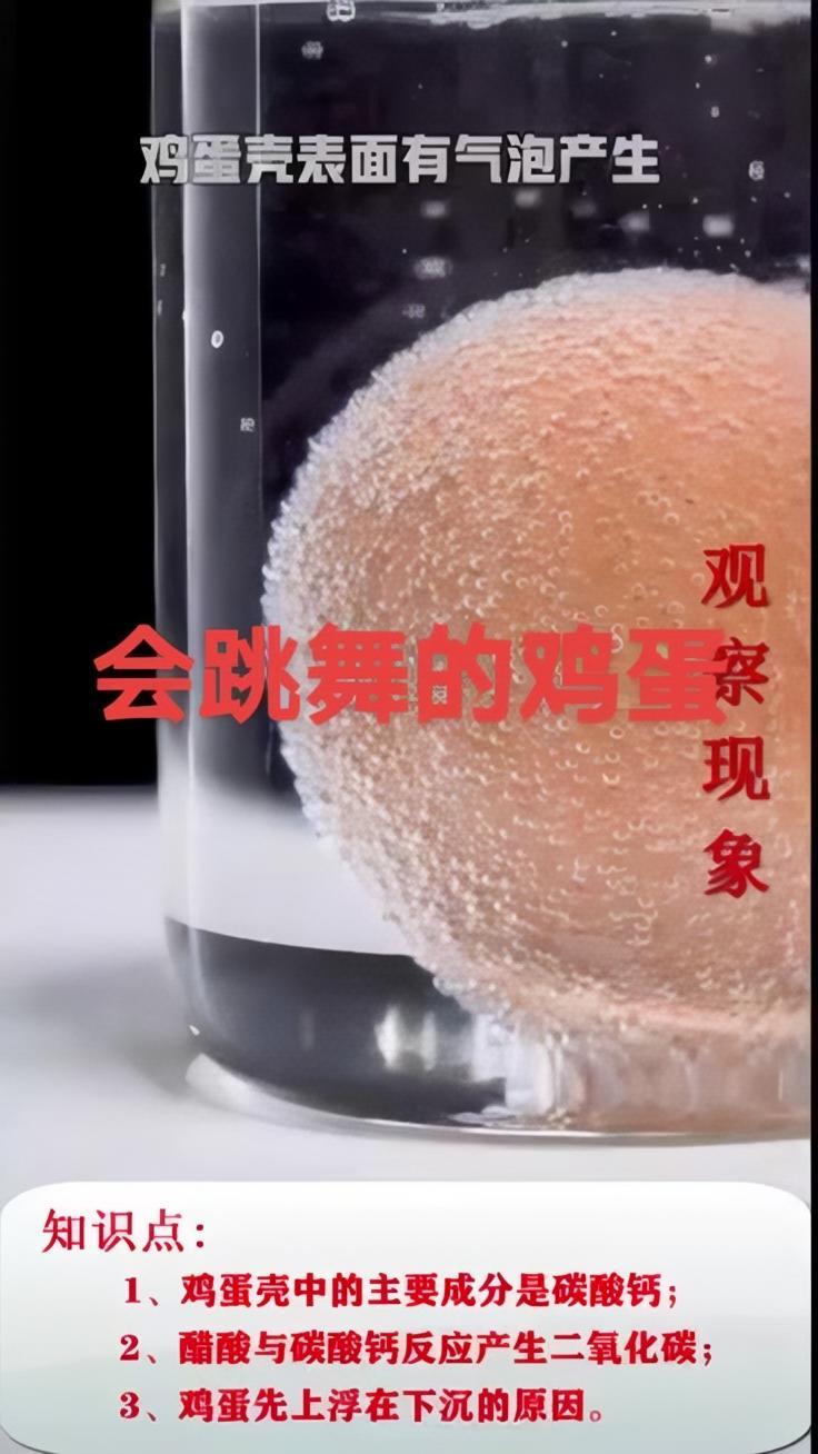 神奇的化学:会跳舞的鸡蛋(醋酸与碳酸钙反应)
